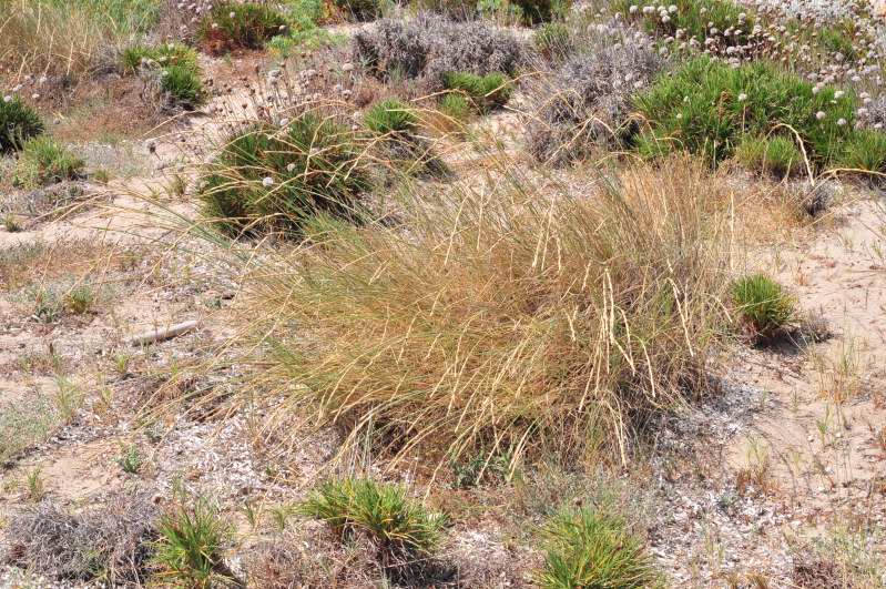 Ammophila arenaria? no, Elymus farctus